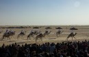 Tunisia_Douz_and_the_Festival_of_the_Sahara