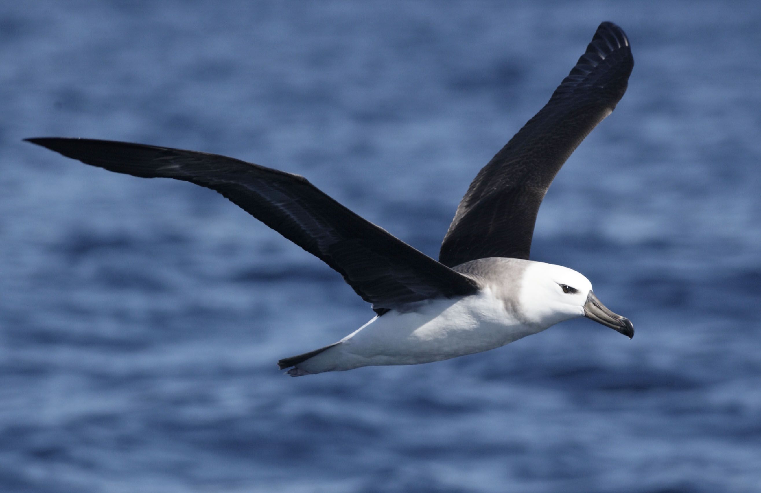 Albatross-has-very-long-lifespan.-It-can-survive-up-to-50-years-in-the-wild.